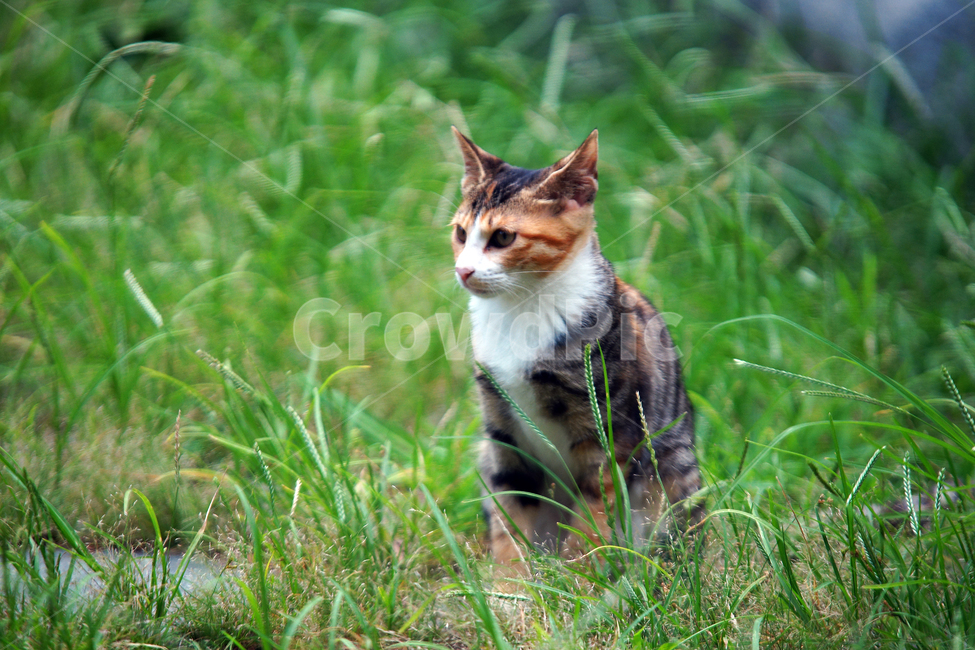 고양이,길냥이,냥이,반려묘,동물,cat