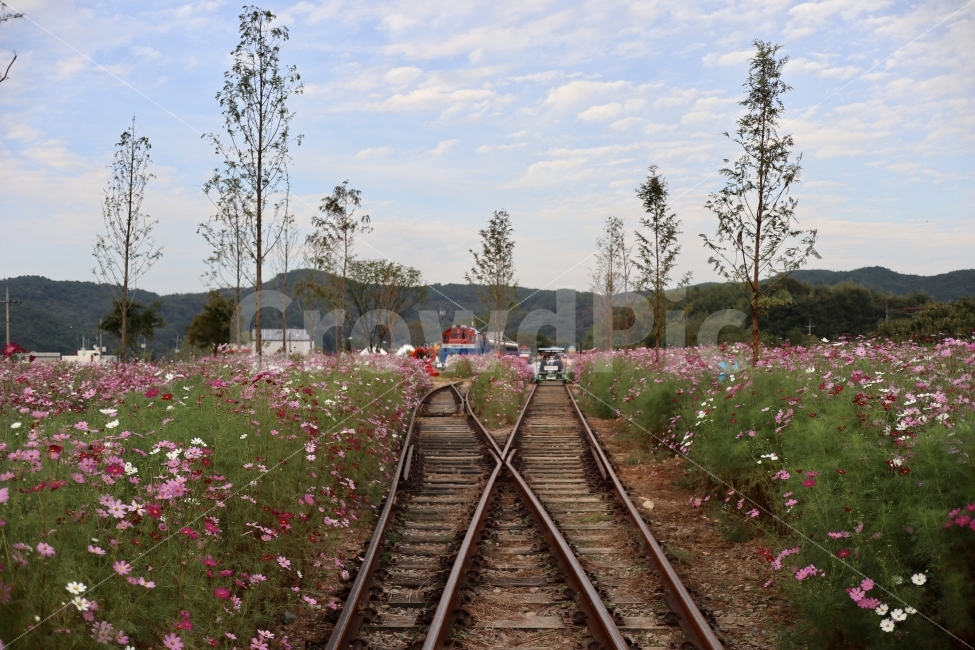 하동,레일바이크,코스모스,가을,배경화면,자연,풍경,nature,landscape,가을,계절,fall,autumn,season,교통,교통수단,traffic,transportation,railway,철도,rail,레일,train track,기찻길