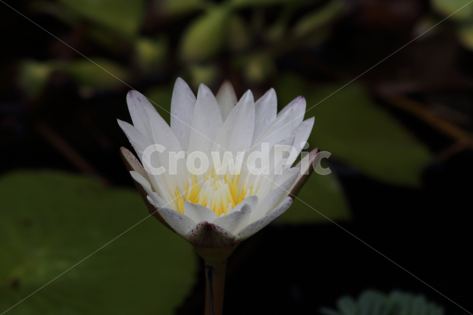 수련,연,꽃,수생식물,waterlily,식물,자연,plants,nature,꽃,flower