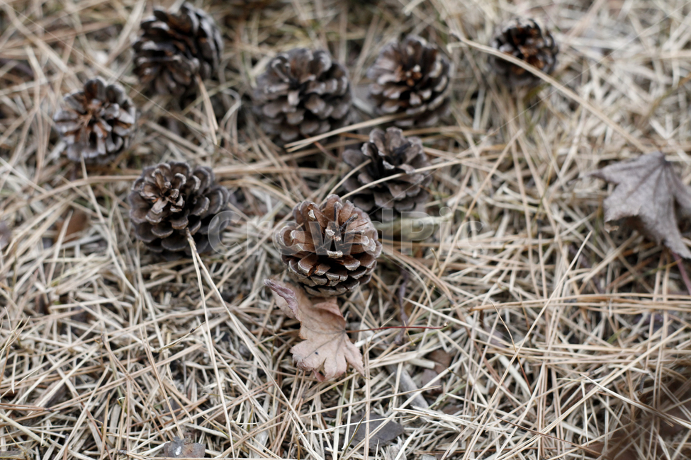 plant,식물,솔방울,소나무,낙엽,겨울,가을,fall,winter