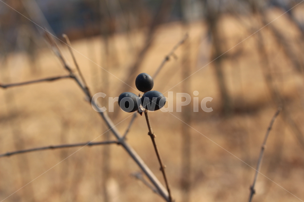 plant,식물,black,fruit,branch