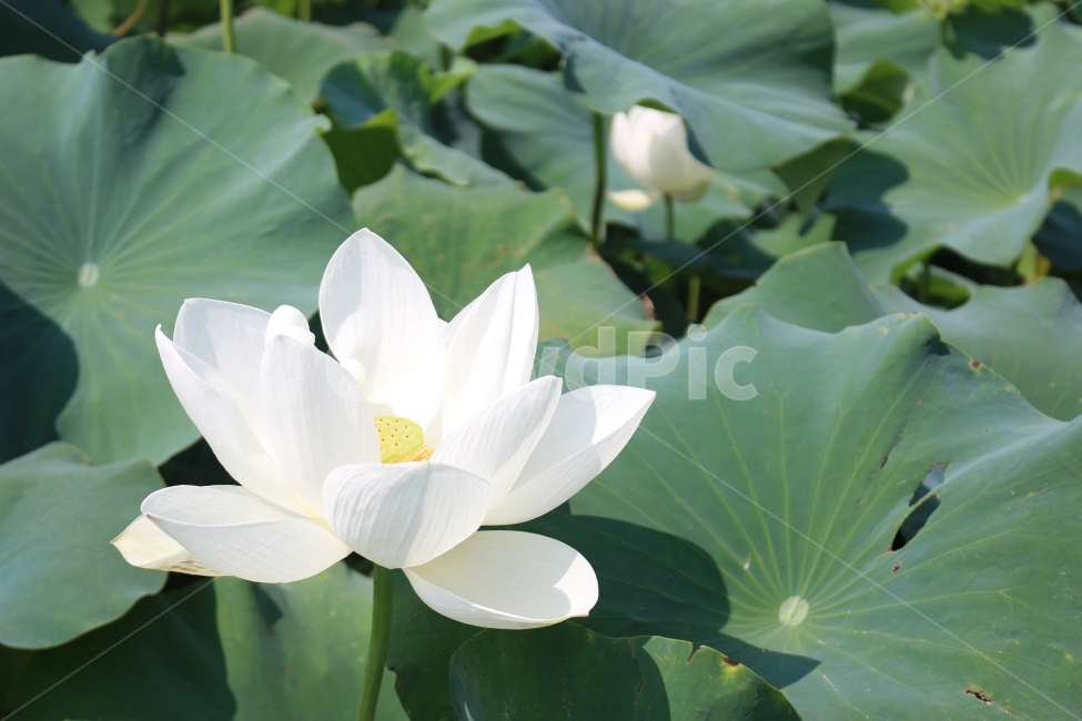 연꽃,꽃,자연,식물,연못,식물,자연,plants,nature,꽃,flower