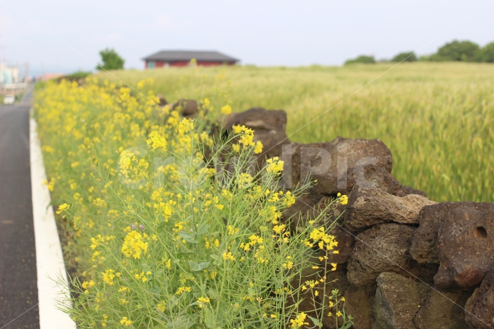 우도,도로,꽃,돌담,논,자연,풍경,nature,landscape,한국자연풍경,한국자연경관,korea nature landscape,제주도,jeju,jeju island,식물,plants,꽃,flower,field,들,grassland,목초지,outdoors,옥외