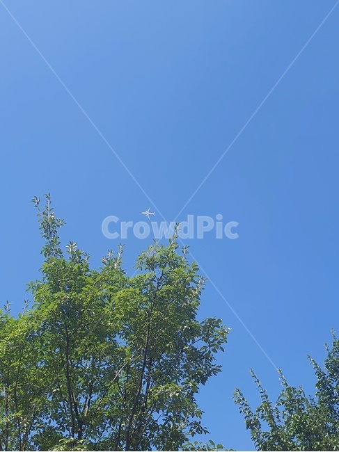 비행기,나무,sky,airplane,tree,하늘,나무가지,자연,nature,자연풍경,branch,시원한,봄,spring,colorful,교통,교통수단,transportation,여름