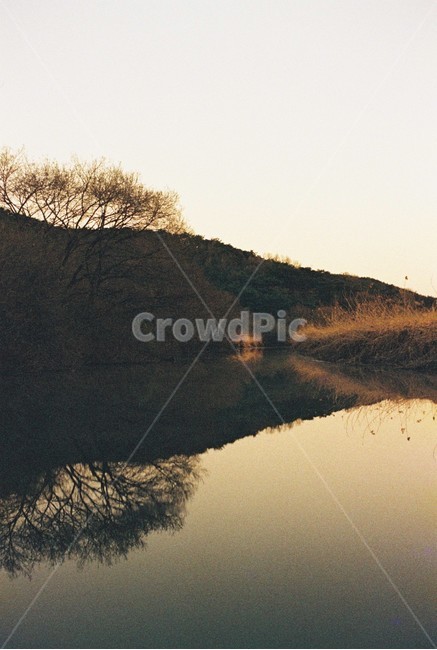 우포늪,늪지,자연,새벽,아침,필름사진,나무,빛,자연,풍경,nature,landscape,outdoors,옥외