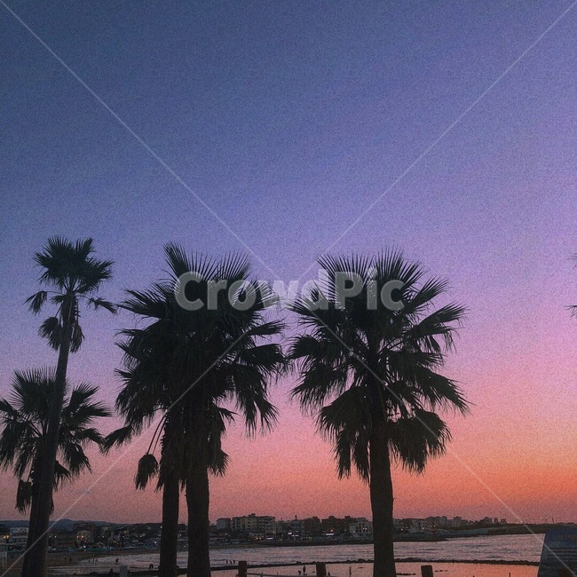 하늘,노을,풍경,나무,야자수나무