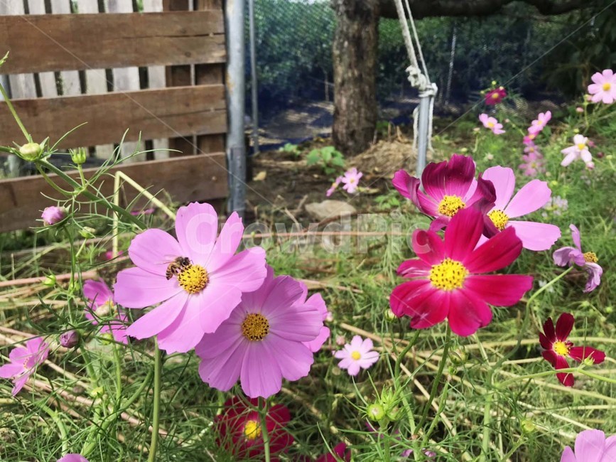 가을,코스모스,꽃,벌,동물,야생화,자연,식물,풀,계절,season,plant,flower,blossom,fall,식물,자연,plants,nature,꽃,flower