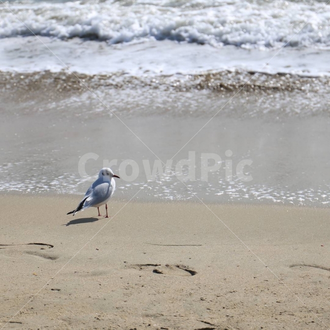 갈매기,바다,바닷가,해수욕장,해운대,부산,새,해변,바다,beach,sea,동물,animal,조류,새,birds