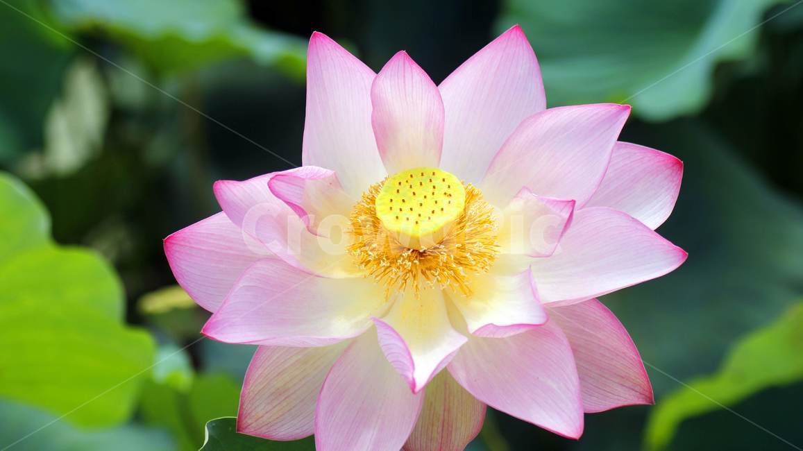 plant,blossom,식물,lily,flower,연꽃,lotus