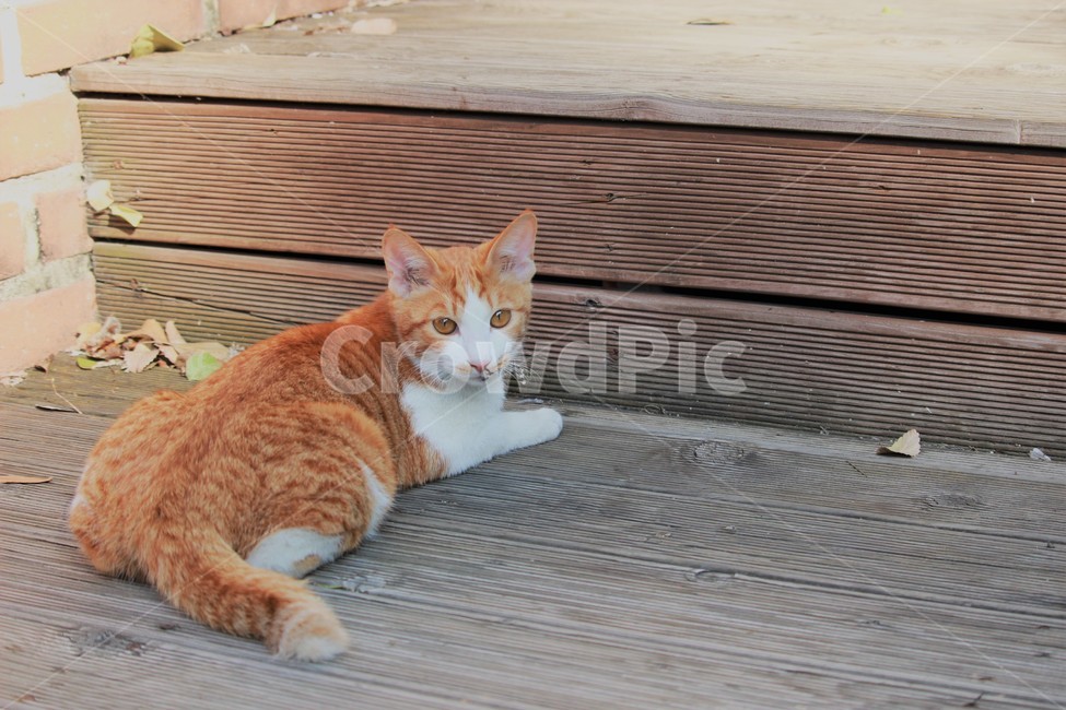 동물,cat,고양이,animal,길냥이,동물,animal,포유류,mammal,고양이,cat,kitten,kitty