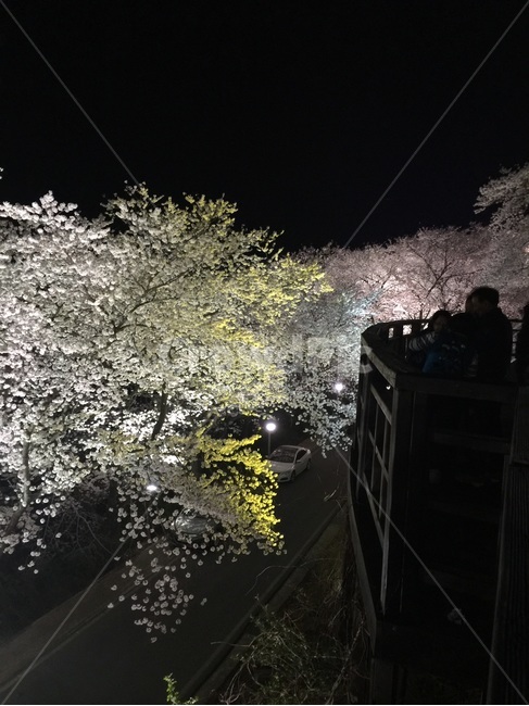 벚꽃,밤배경,꽃,야경,풍경