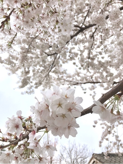 벚꽃,cherryblossoms,꽃,flower,봄꽃,자연,따스함,봄,계절,spring,season,식물,자연,plants,nature,꽃,flower,plant,blossom,cherry blossom