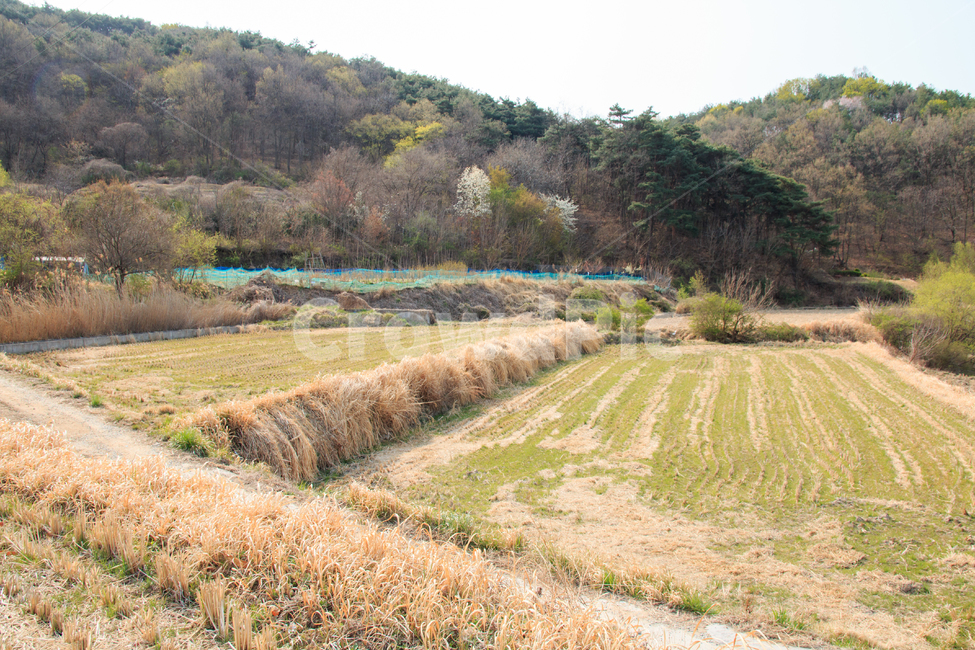 농촌,봄,봄풍경,시골,경관,풍경,계절,들판,목초,농촌풍경,목초지,농장,산,새싹,녹색,파릇파릇한,논,비닐하우스,하우스,경치,평화로운,전원,야외,나무,과수원,공원,아웃도어,분지,경작지,농업