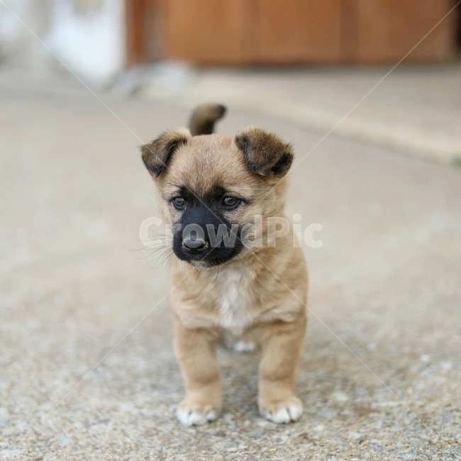개,강아지,멍멍이,동물,시골개,동물,animal,포유류,mammal,개,강아지,dog,doggy