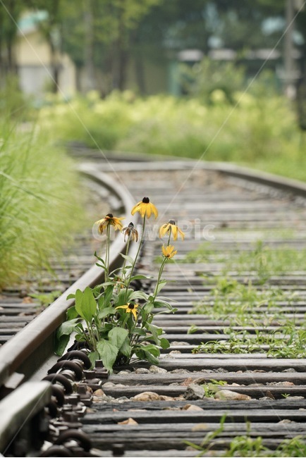 기차,철로,열차,꽃,야생화,train,rail