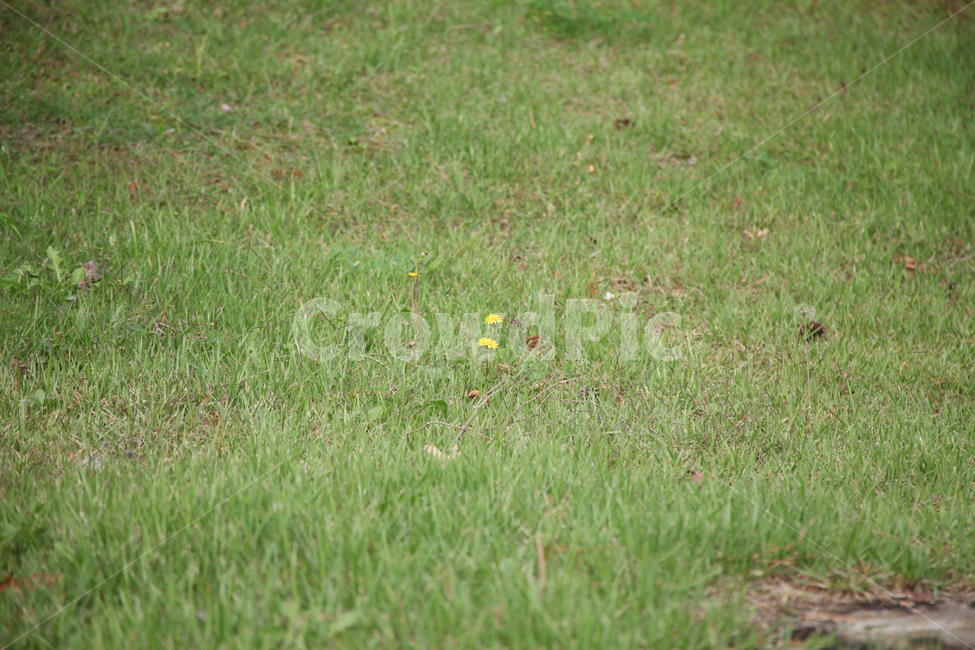 풀,잔디,초록,grass,nature,식물,자연,plants,nature