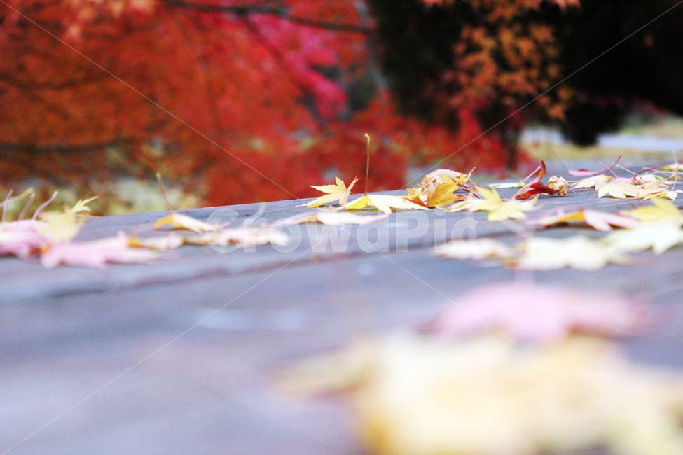 가을,감성,단풍,낙엽,maple,단풍잎,가을,계절,fall,autumn,season