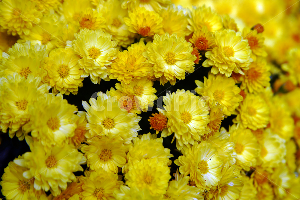 국화,꽃,식물,노란색,계절,가을,꽃,flower
