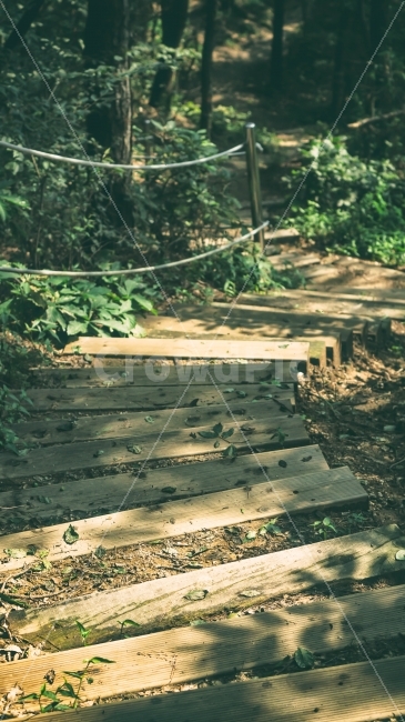 산,자연,숲,풍경,계단,산속,숲속,나무,자연,풍경,nature,landscape,building,건물,boardwalk,산책로,bridge,다리