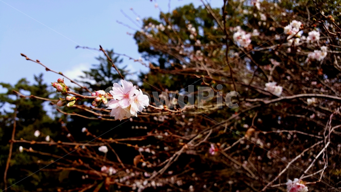 가을,벚꽃,벚나무,꽃,분홍,분홍색,핑크,핑크색,봄,계절,spring,season,식물,자연,plants,nature,꽃,flower,plant,blossom