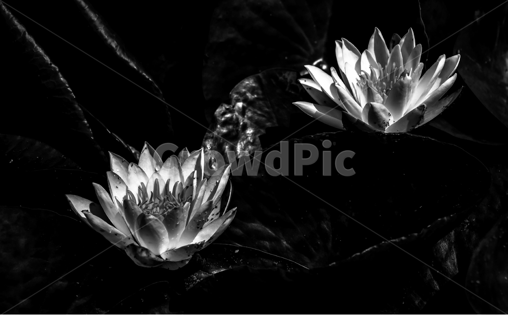 수련,연,식물,자연,흑백사진,flower,nature,식물,자연,plants,nature,꽃,flower,흑백,모노톤,monochrome,black and white