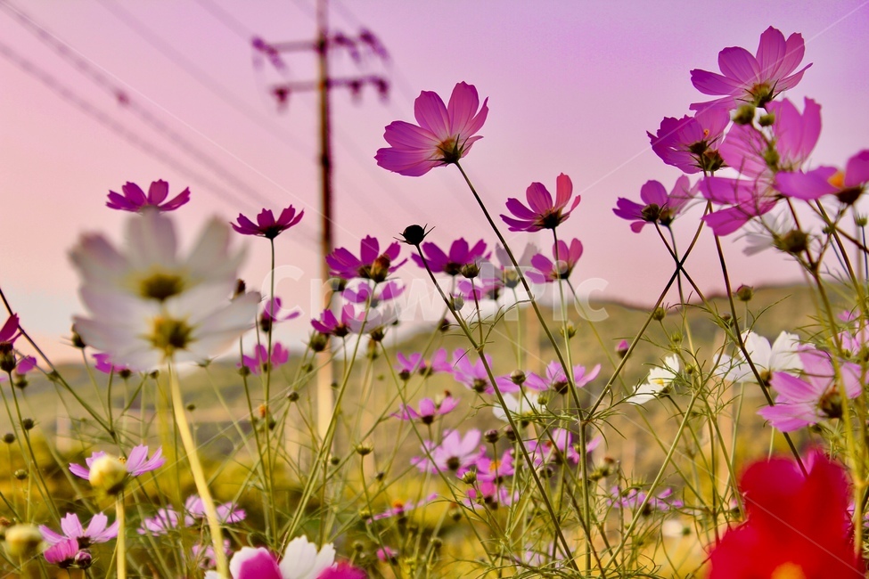 꽃,flower,가을,코스모스,들,감성,배경화면,cosmos,purple,pink,보라색,분홍색