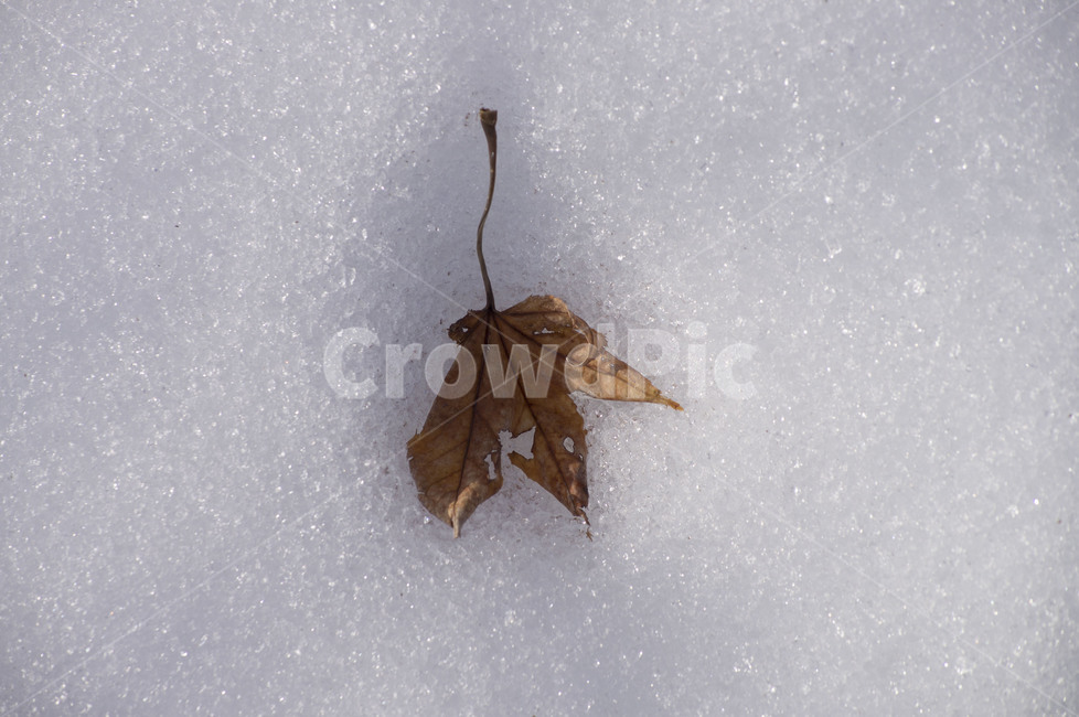 leaf,잎,단풍,눈,단풍잎,겨울,계절,winter,season,식물,자연,plants,nature