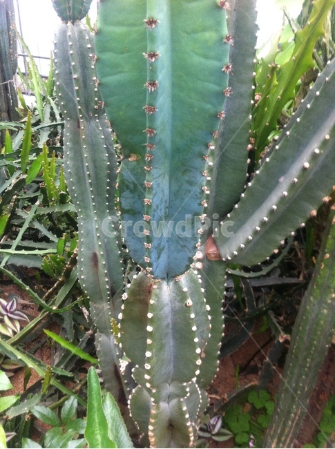 식물,선인장,cactaceae,cactus,사막