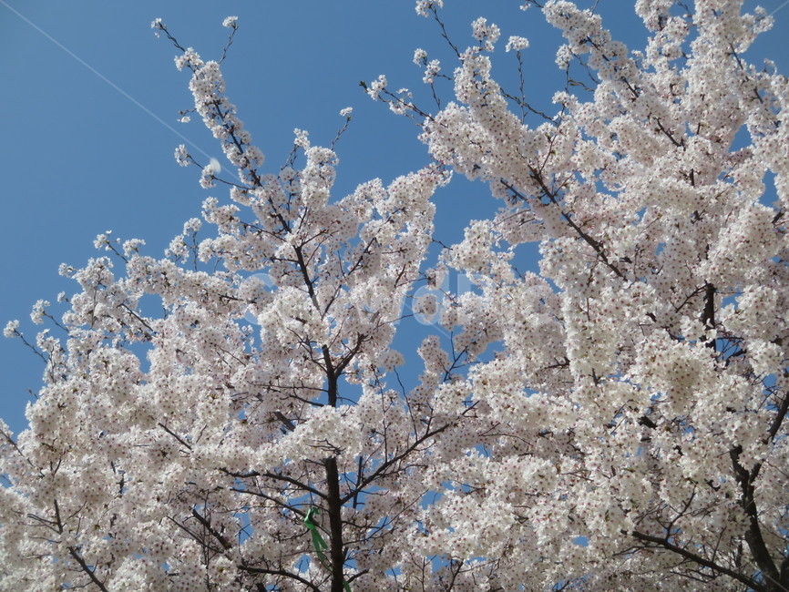 벚꽃,봄꽃,spring,cherryblossom,하얀벚꽃,계절,season,식물,자연,plants,nature,꽃,flower,감성,sensiblefeeling,plant,blossom,푸른,하늘,맑음,봄날,봄날씨