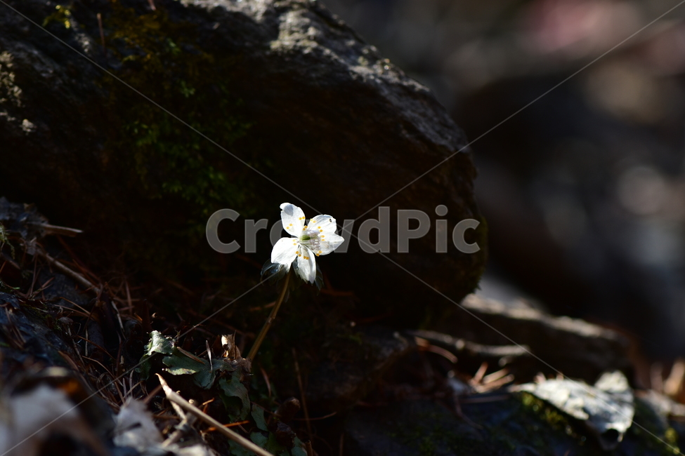 너도바람꽃,야생화,봄,꽃,풀꽃,자연,식물,식생,감성,힐링,plants,nature,spring,season,flower,emotion,feeling,흰색,초본,너도바람꽃속