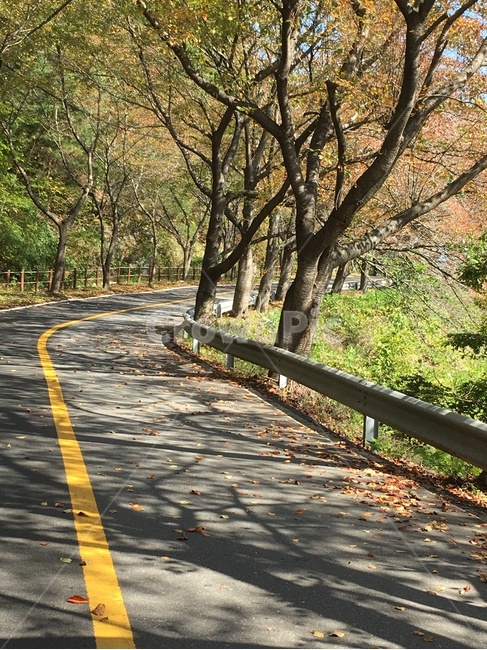 길,가을,낙엽,벚꽃나무,벚꽃,나무,풍경,보성군,산,가을,계절,fall,autumn,season,road,도로