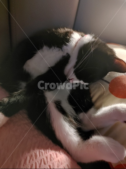 고양이,cat,pet,동물,귀여운