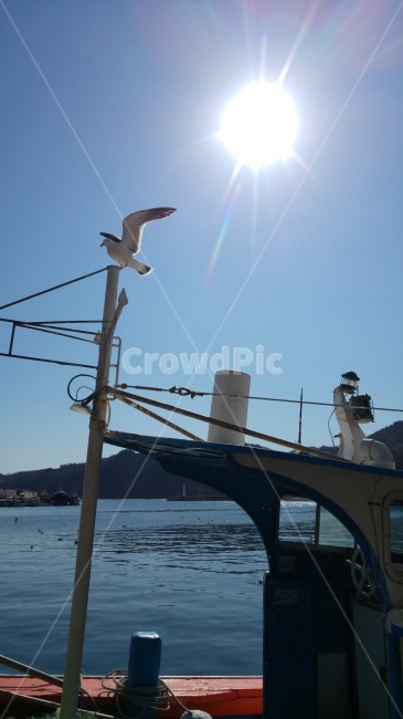 갈매기,기러기,배위,배,비상,날개짓,준비,동물,animal,조류,새,birds