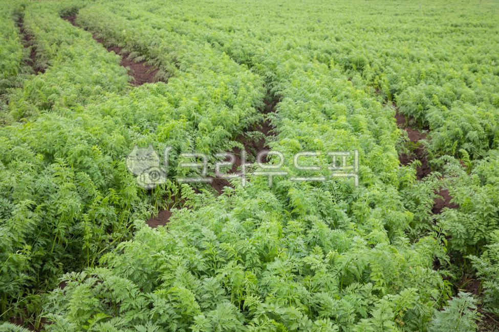 농장,시골풍경,농촌풍경,밭,들,반찬,자연,풍경,식물,가을,풍년,당근,당근밭,제주도,제주도풍경,야채,채소,식품,음식,farm,countryside,rurallandscape,field,sidedish,scenery,plant,autumn,bountifulharvest,jejulsland,jejulslandscenery,nature,carrot,carrotfield,carrotferm