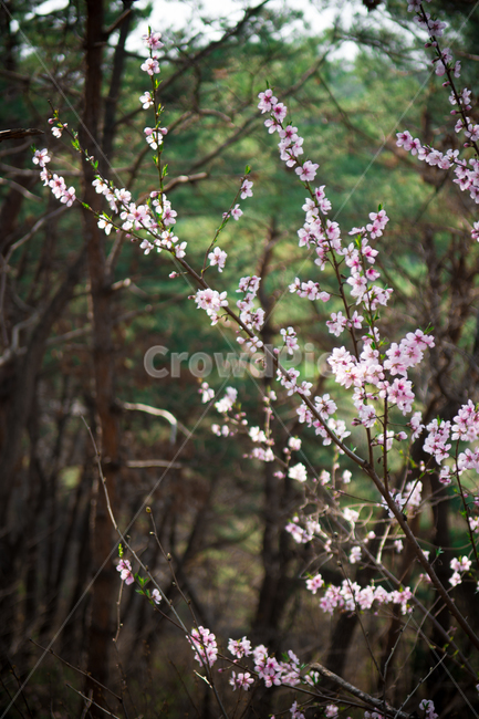 꽃,야생화,식물,봄,분홍,핑크,초록,잎,잎사귀,자연,flower,pink,green,숲,나무