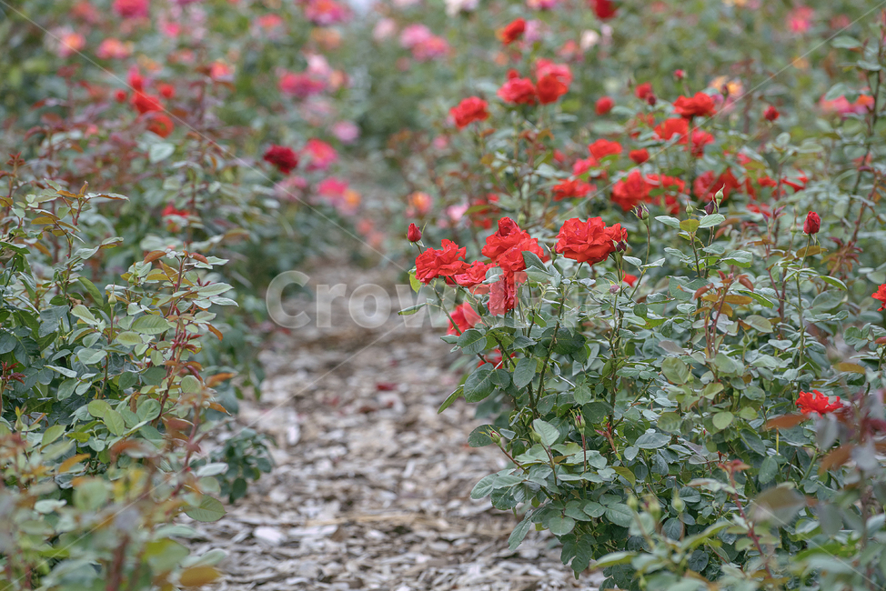 plant,식물,flower,꽃,장미,rose,식물,자연,plants,nature,꽃,flower