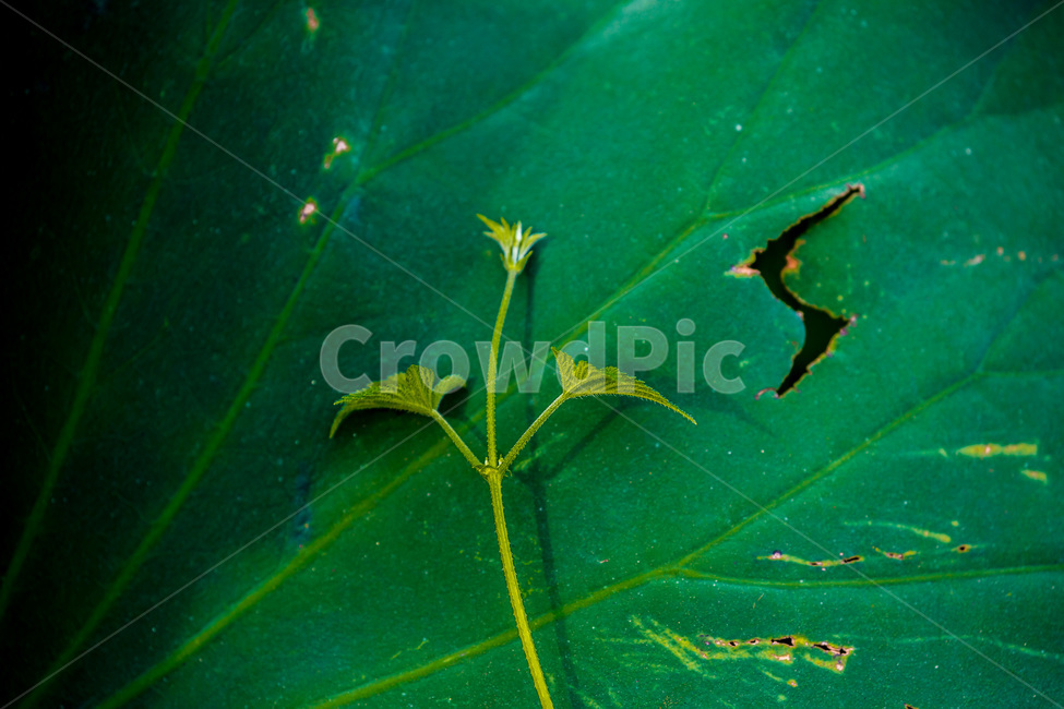 연잎,문양,무늬,패턴,습지,식물,자연,plants,nature