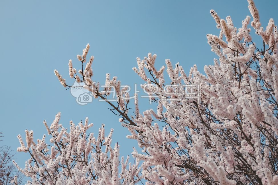 white flower,Cherry Blossom,color,apricot flower,in full bloom,branch,spring flowers,spring,Double cherry blossoms,beautiful,plum blossom,wide open,gay,sky,pretty,nature,bloom in full bloom,tree,apricot tree,flower,apricot,White,outdoors,plant,wild