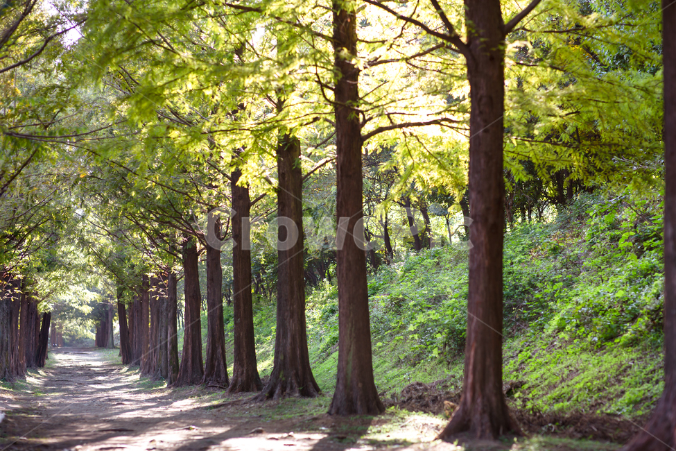 풍경,하늘공원,메타세콰이어,숲길,삼림,녹음,녹색,산책로,그린,녹색길,공원,숲,메타세콰이어길,메타세콰이어숲,초가을,가을풍경,가을,아침빛,태양빛,빛,아침,오전,가을빛,연두색,나뭇잎,잎새,이파리,햇빛,햇볕,plant,식물,tree,나무,treetrunk,나무줄기,vegetation,초목,light,sunlight,morning,metasequare,자연,풍경,nature,landscape,나무,trees,wood,휴식,힐링,rest,relaxation,healing