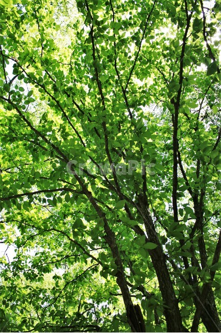까치박달나무,자작나무과,서어나무속,까치박달나무신록,신록,나무,자연,식물,식물,자연,plants,nature,나무,trees,wood