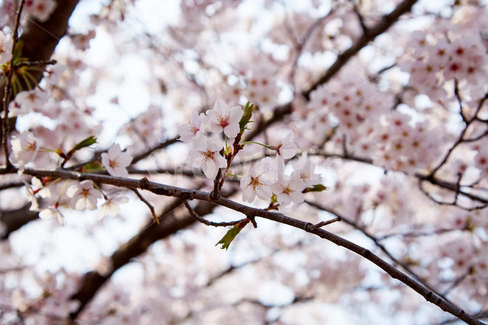 벚꽃,꽃,봄,꽃놀이,나무,봄,계절,spring,season,꽃,flower,plant,식물,blossom