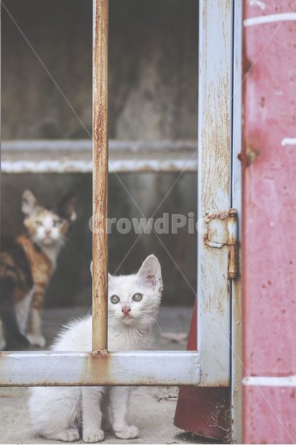 동물,animal,고양이,cat,길고양이,streetcat,길냥이,아기고양이,동물,animal,포유류,mammal,고양이,cat,kitten,kitty,빈티지사진,빈티지느낌,빈티지감성,vintage