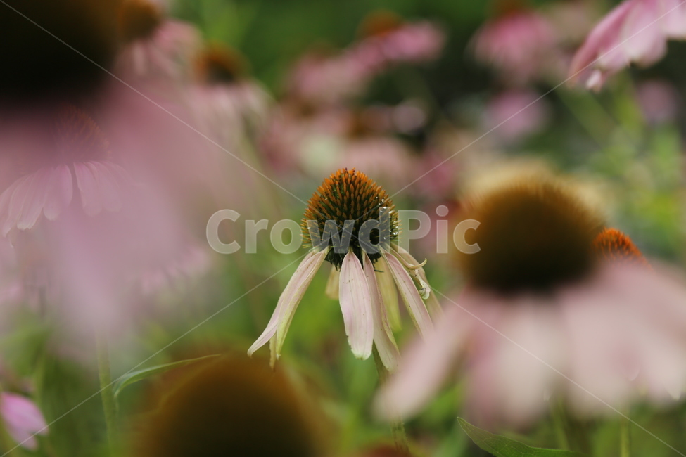 plant,식물,pollen,화분,꽃,flower,blossom