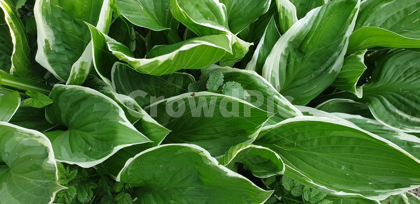 꽃,봄,식물,파릇한,자연,색감,식물,자연,plants,nature