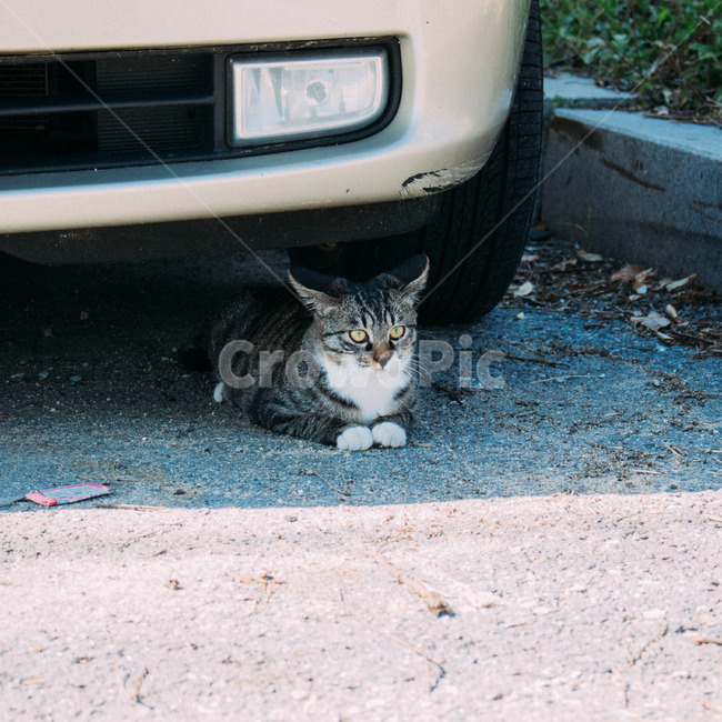고양이,길고양이,차밑에고양이,주인없는동물,길냥이,차아래고양이,곤경에처한,곤경에처한고양이,처량한,처량한고양이,고뇌,생각,사색,동물,animal,포유류,mammal,고양이,cat,kitten,kitty
