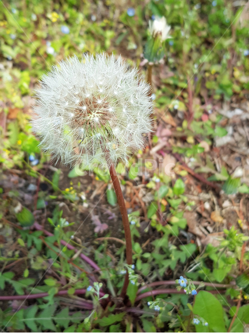 dandelion,민들레,plant,식물,flower,꽃