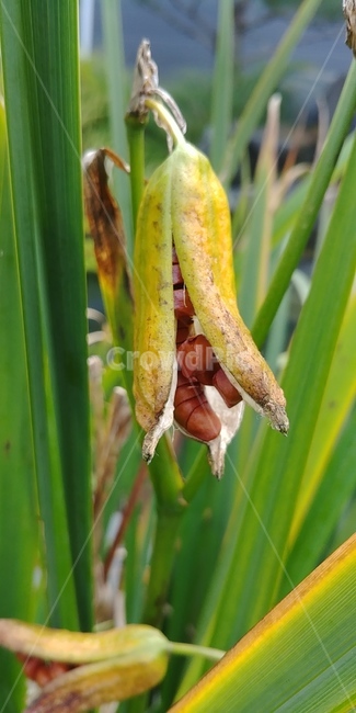 창포,꽃창포,노란꽃창포,노란꽃창포열매,식물,식물,자연,plants,nature,꽃,flower