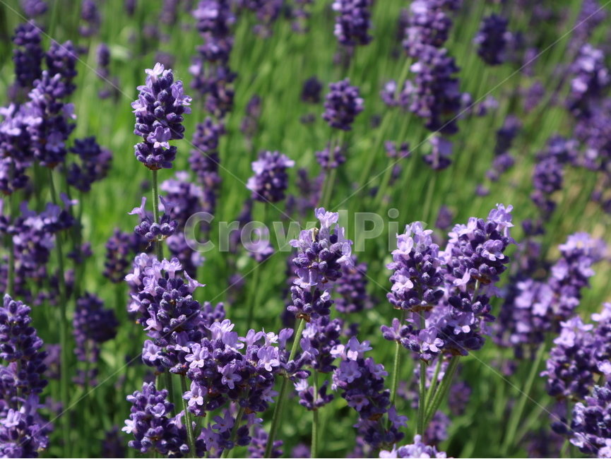 꽃,라벤더,보라색,여름,자연,식물,자연,plants,nature,꽃,flower