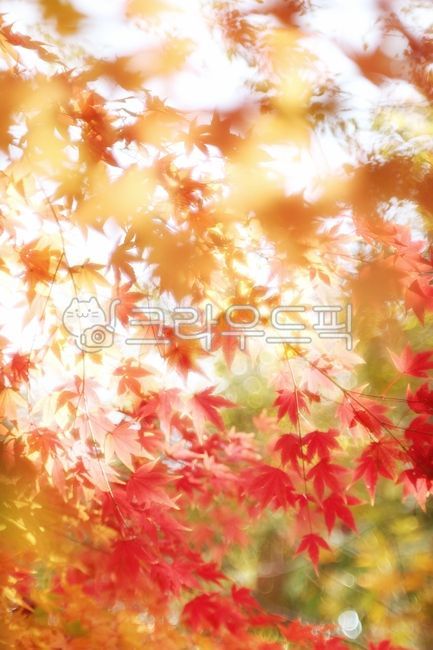 계절,가을,가을색,단풍나무,단풍잎,감성,autumn,fall,mapleleaves