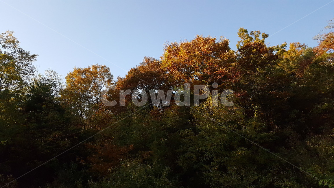 가을숲,풍경,하늘,단풍,계절,나무,tree,가을,계절,fall,autumn,season,자연,풍경,nature,landscape,plant,식물